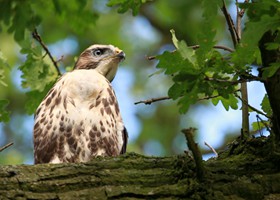 Wildlife at Dunnetts Farm Barn