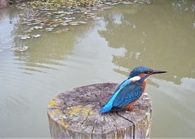 Wildlife at Dunnetts Farm Barn
